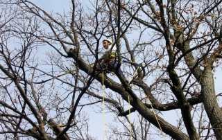 Großbaum-Beschnitt