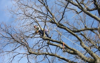 Großbaum-Beschnitt